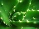 Home Remedies For Genital Herpes